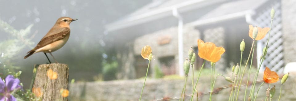 Bwthyn Y Saer holiday cottage in Wales with Welsh poppies and Wheatear in foreground