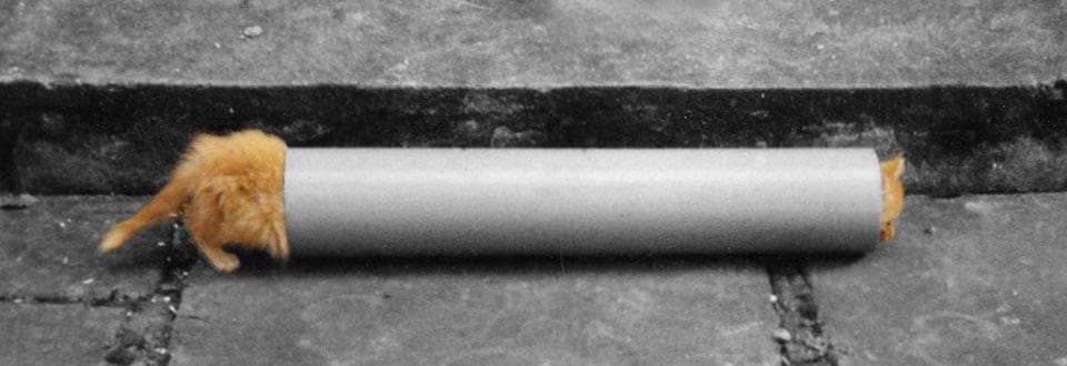 Kittens playing in a pipe on the courtyard at Plas Farm