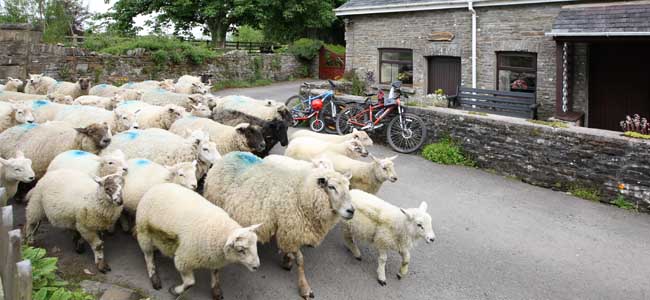 Flock of sheep passing Bwthyn y Saer