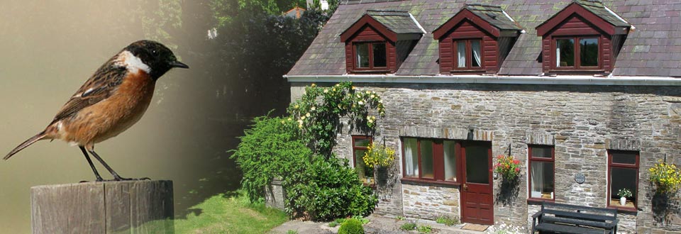 Hafod Y Wennol holiday cottage in Wales with Stonechat in foreground