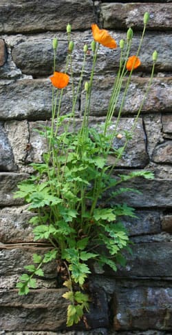 welsh-poppies